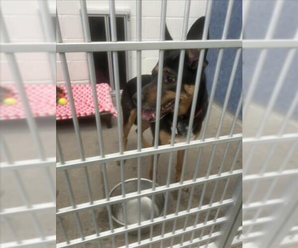 Medium Photo #1 German Shepherd Dog-Unknown Mix Puppy For Sale in Fort Collins, CO, USA