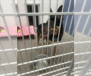 German Shepherd Dog-Unknown Mix Dogs for adoption in Fort Collins, CO, USA