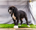 Small #1 Great Dane