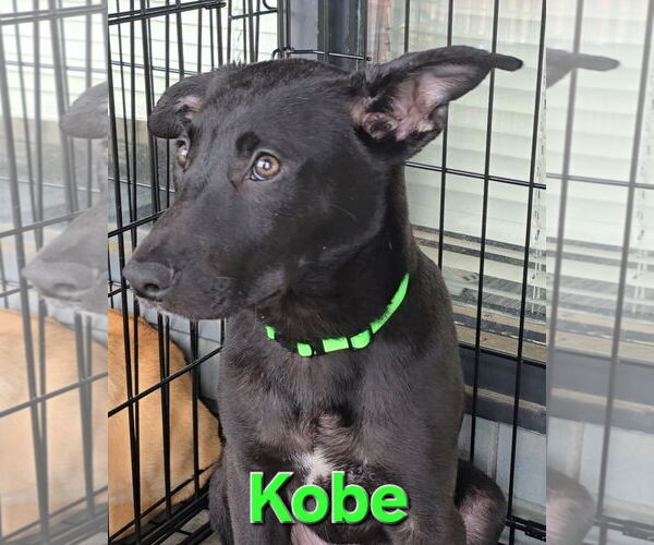 Medium Photo #6 Huskies -Labrador Retriever Mix Puppy For Sale in McDonough, GA, USA