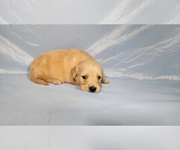 Medium Photo #3 Golden Retriever Puppy For Sale in FALCON, CO, USA