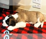 Small #4 Saint Bernard