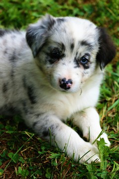 Medium Photo #1 Border Collie Puppy For Sale in BERWICK, PA, USA