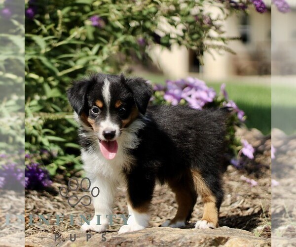Medium Photo #3 Miniature Australian Shepherd Puppy For Sale in NEW PROVIDENCE, PA, USA