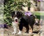 Small #2 Miniature Australian Shepherd
