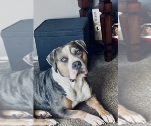 Father of the American Bully puppies born on 03/13/2026