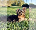Sami - Female Yorkshire Terrier Puppy for Sale - Photo #2
