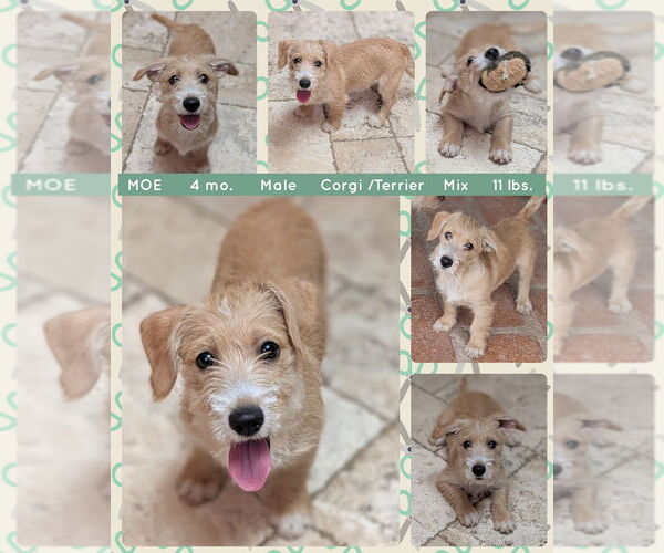 Medium Photo #2 Pembroke Welsh Corgi-Unknown Mix Puppy For Sale in Mesa, AZ, USA
