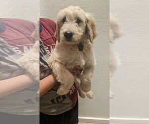 Goldendoodle Puppy for sale in TULARE, CA, USA