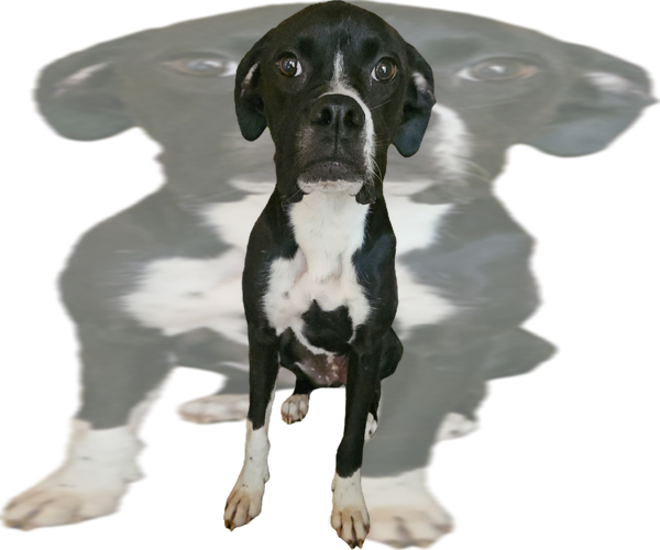 Medium Photo #3 Boxer Puppy For Sale in Austin, TX, USA