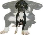 Small #2 Boxer