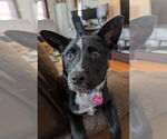 Small Red Heeler Mix