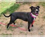 Small #1 American Pit Bull Terrier Mix