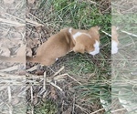 Small Photo #4 Basset Hound-Mountain Cur Mix Puppy For Sale in HARTSHORN, MO, USA