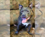 Small #7 Bulldog Mix