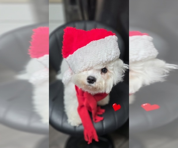 Medium Photo #5 Bichon Frise Puppy For Sale in WAYLAND, MI, USA