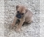 Small Photo #4 Cane Corso Puppy For Sale in REDKEY, IN, USA