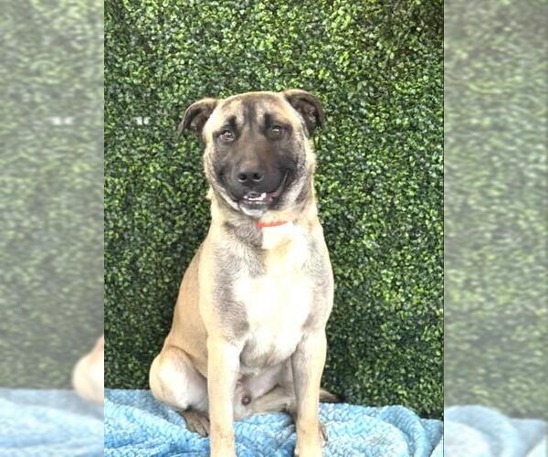 Medium Photo #1 Anatolian Shepherd Puppy For Sale in Bakersfield, CA, USA