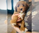 Small Photo #25 Goldendoodle (Miniature) Puppy For Sale in GILBERT, AZ, USA