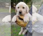 Small Photo #6 Labrador Retriever Puppy For Sale in OLYMPIA, WA, USA