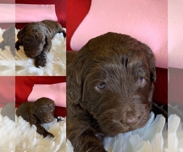Medium Photo #2 Goldendoodle-Poodle (Standard) Mix Puppy For Sale in PINEVILLE, AR, USA