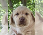 Puppy Drk Yellow Male Labrador Retriever