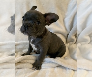 French Bulldog Puppy for sale in JOHNS ISLAND, SC, USA