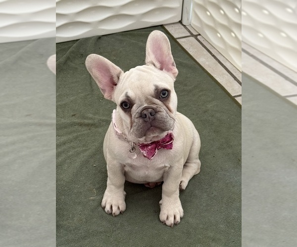 Medium Photo #6 French Bulldog Puppy For Sale in LAKE CITY, FL, USA