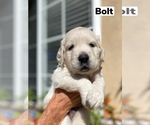 Small Photo #114 Golden Retriever Puppy For Sale in CARLSBAD, CA, USA