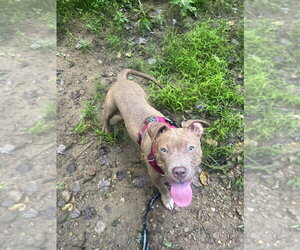 Una - Female Mutt Dog for Adoption - Photo #15
