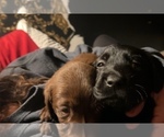 Small Photo #22 Labrador Retriever Puppy For Sale in GIG HARBOR, WA, USA