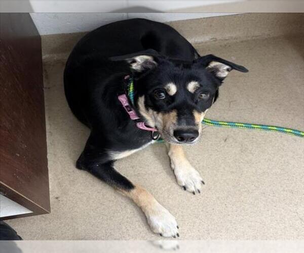 Medium Photo #1 Rottweiler-Unknown Mix Puppy For Sale in Derwood, MD, USA