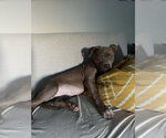 Small #2 Mutt