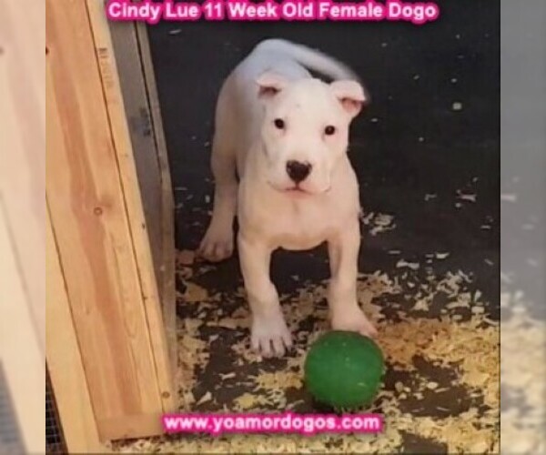Medium Photo #122 Dogo Argentino Puppy For Sale in PINEVILLE, MO, USA