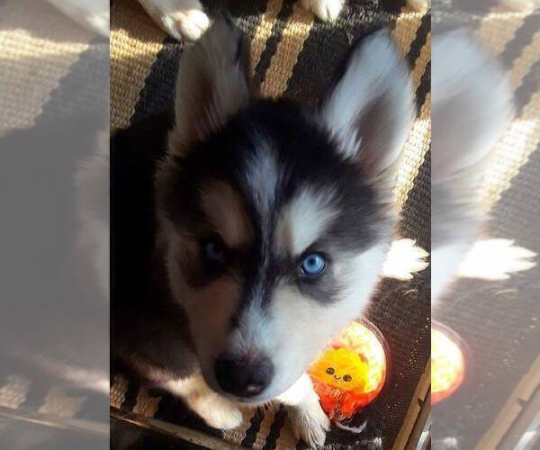 Medium Photo #3 Siberian Husky Puppy For Sale in DANBY, VT, USA
