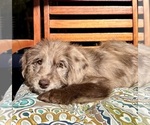 Lilly - Female Labradoodle Puppy for Sale - Photo #7