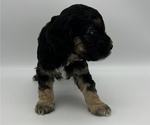 Small Photo #6 Cock-A-Poo Puppy For Sale in SOUTH BOSTON, VA, USA