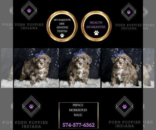 Medium Photo #2 Morkie Puppy For Sale in WARSAW, IN, USA