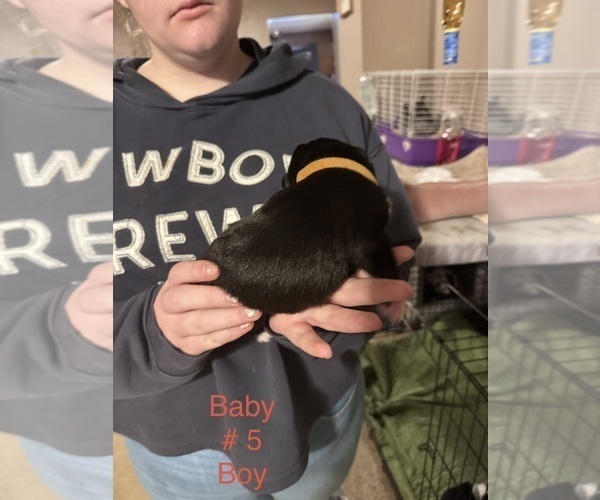 Medium Photo #32 Border-Aussie Puppy For Sale in MADRID, IA, USA