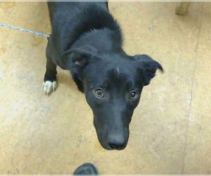 Border Collie-Unknown Mix Dogs for adoption in Sacramento, CA, USA