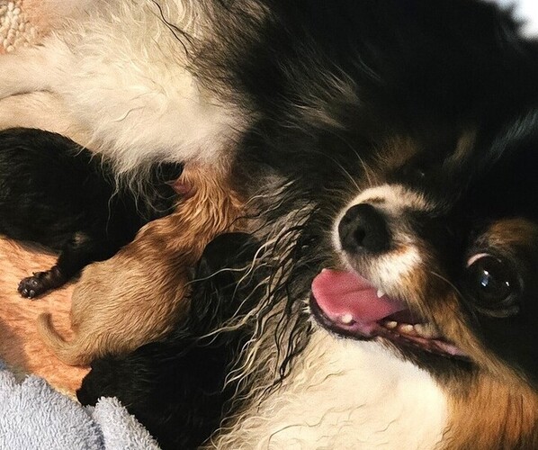 Medium Photo #1 Pomeranian Puppy For Sale in MENIFEE, CA, USA