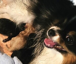 Pomeranian Puppy for sale in MENIFEE, CA, USA