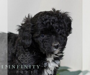 Pembroke Welsh Corgi-Poodle (Miniature) Mix Puppy for sale in EAST EARL, PA, USA