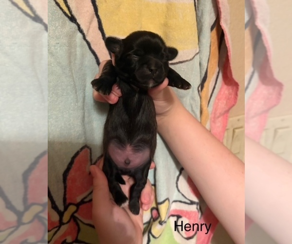 Medium Photo #1 Shih Apso Puppy For Sale in SCOTTSDALE, AZ, USA