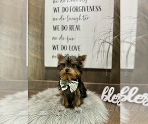 Yorkshire Terrier Puppy for sale in NAPPANEE, IN, USA