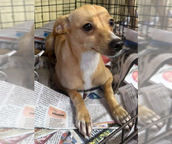 Medium Photo #3 Chihuahua-Unknown Mix Puppy For Sale in Virginia Beach, VA, USA
