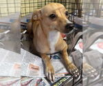 Small #2 Chihuahua Mix
