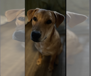 Labrador Retriever-Unknown Mix Dogs for adoption in Fort Worth, TX, USA