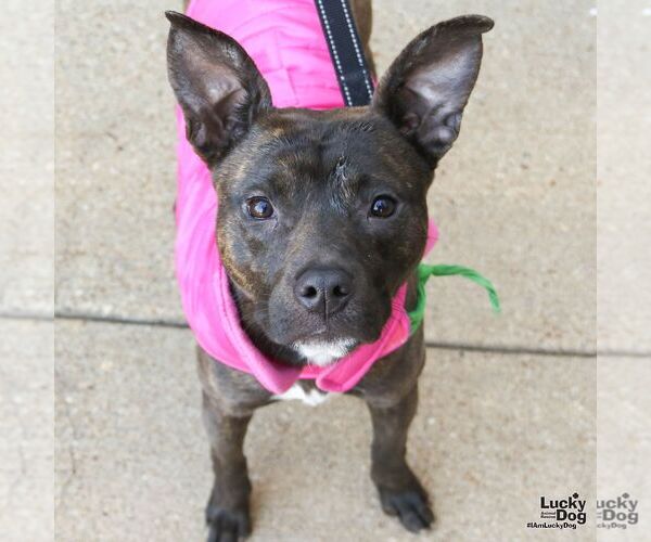 Medium Photo #2 Retriever -Unknown Mix Puppy For Sale in Washington, DC, USA