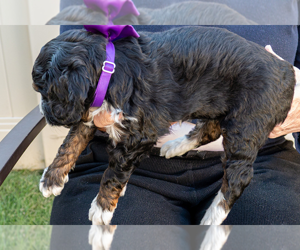 Medium Photo #5 Bernedoodle (Miniature) Puppy For Sale in ROY, UT, USA